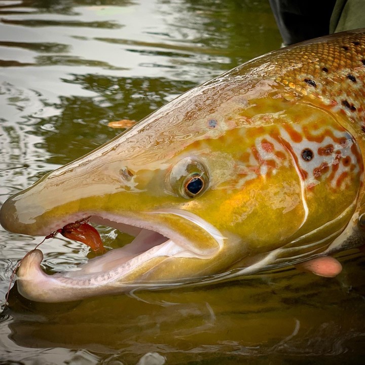 Irfon cock salmon